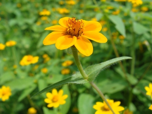 Zinnia haageana, photograph 4