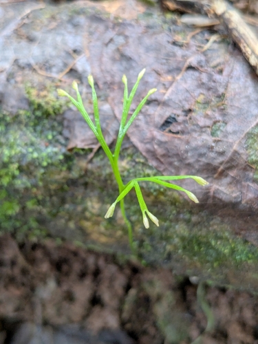 Schizaea dichotoma var. sellingii