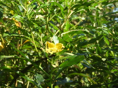 Ludwigia bonariensis