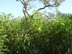 Ludwigia bonariensis