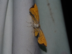 Corymica spatiosa