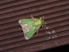 Parasa pastoralis