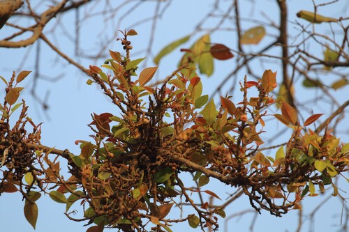 Indian Bat Fig