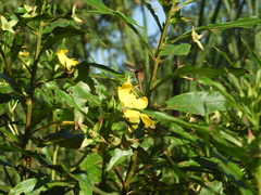 Ludwigia bonariensis