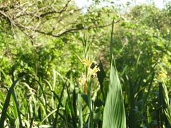 Canna glauca