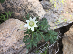 Anemone tuberosa