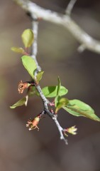 Pseudoziziphus celata