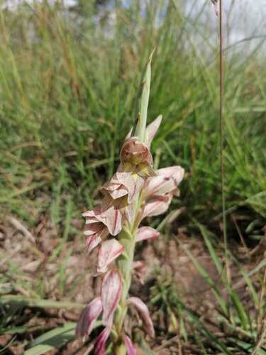 Silky Gladiolus (Gladiolus sericeovillosus)