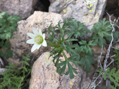 Anemone tuberosa
