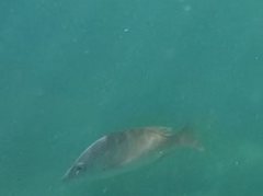 Lutjanus novemfasciatus