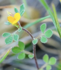 Acmispon wrangelianus
