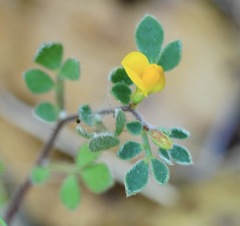 Acmispon wrangelianus