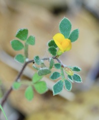 Acmispon wrangelianus