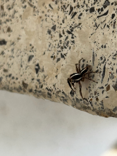 Pantropical Jumping Spider