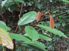 Elaeocarpus ferrugineus