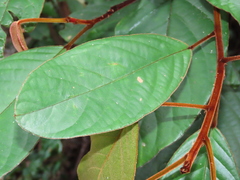 Elaeocarpus ferrugineus