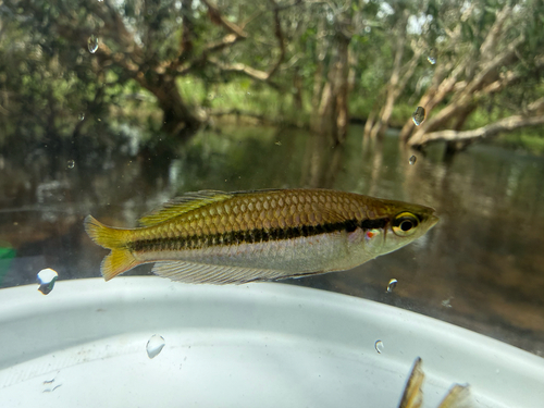 Australian rainbow (Melanotaenia nigrans) — Melanotaeniidae — 2