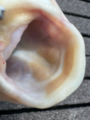 Veined Catfish photo 2