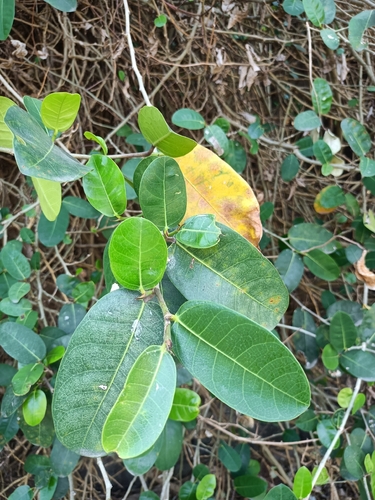 Dye fig (Ficus tinctoria)