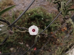 Convolvulus equitans