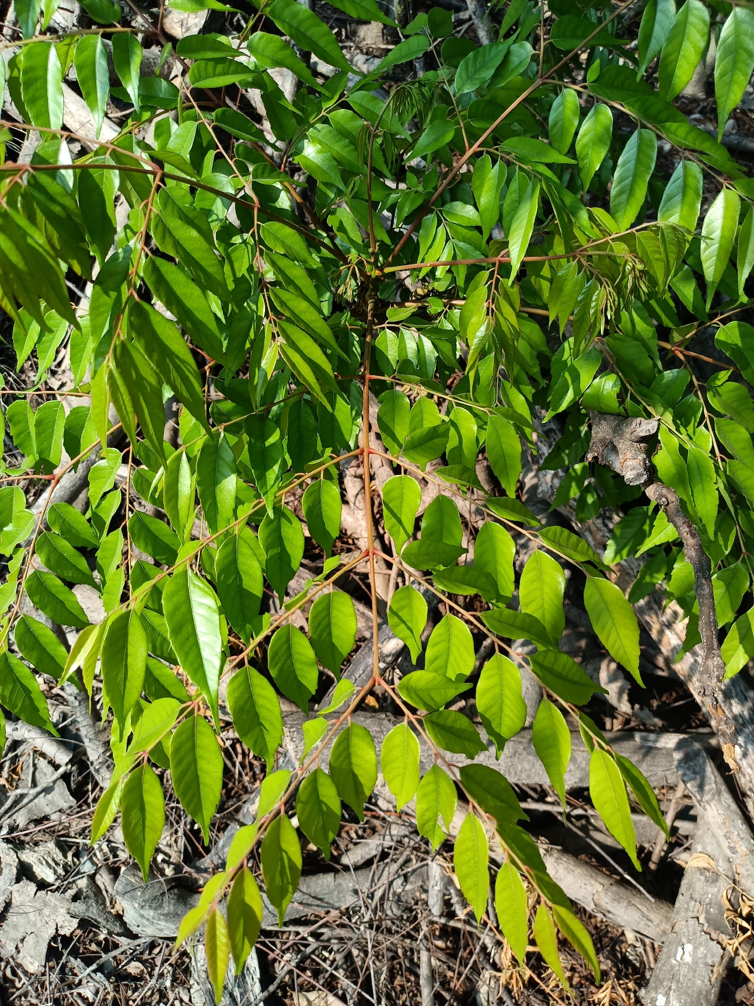 Flamegold (Koelreuteria elegans)