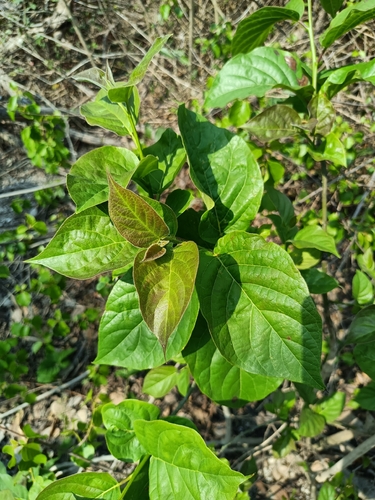 Ehretia resinosa (Ehretia resinosa)