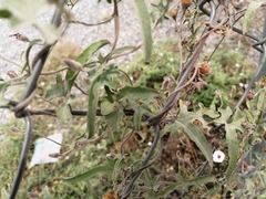 Convolvulus equitans