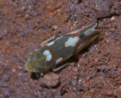 Erythroneura elegans