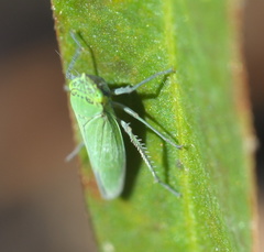 Draeculacephala inscripta