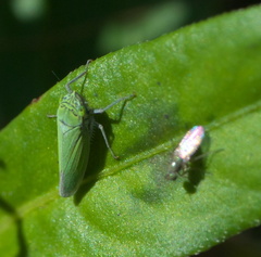 Draeculacephala inscripta