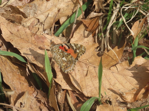 Painted Lady