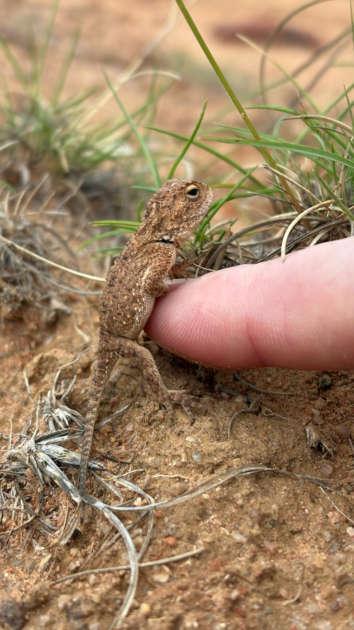 Agama aculeata Merrem, 1820