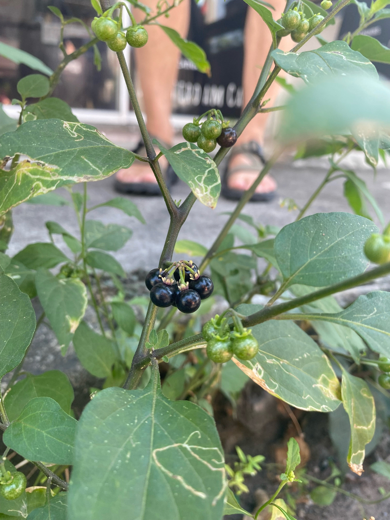 American black nightshade from Ratchamankha Road, Mueang Chiang Mai ...