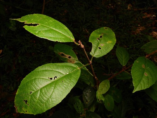 Green Kamala (Mallotus claoxyloides)