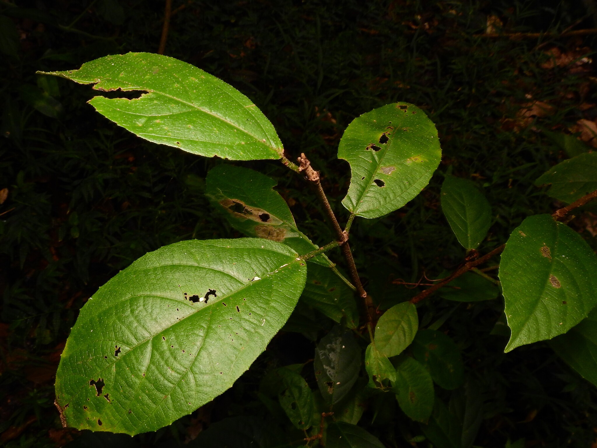 Green Kamala (Mallotus claoxyloides)