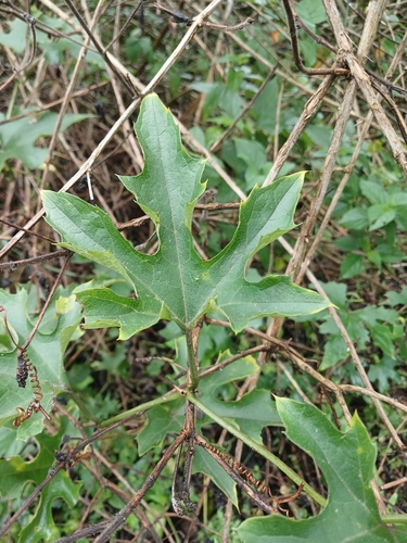 Wild Melon (Lagenaria sphaerica)
