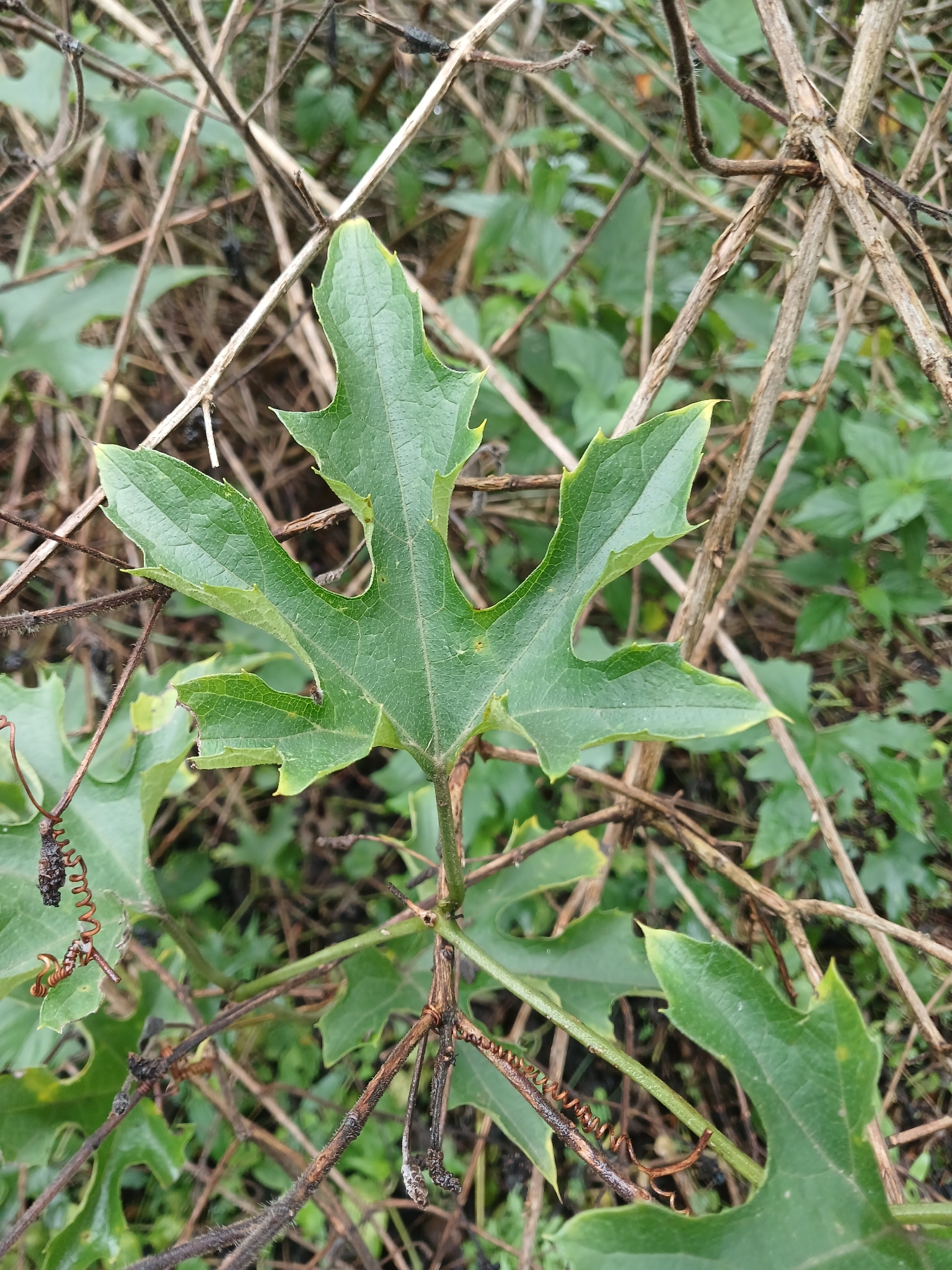 Wild Melon (Lagenaria sphaerica)