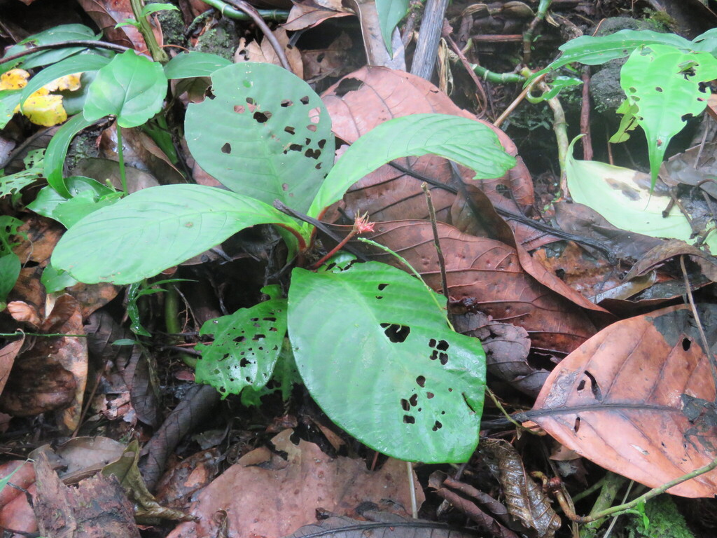 Hoffmannia rzedowskiana