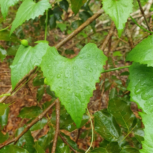 Slender Cucumber