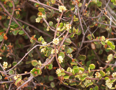 Muehlenbeckia complexa complexa