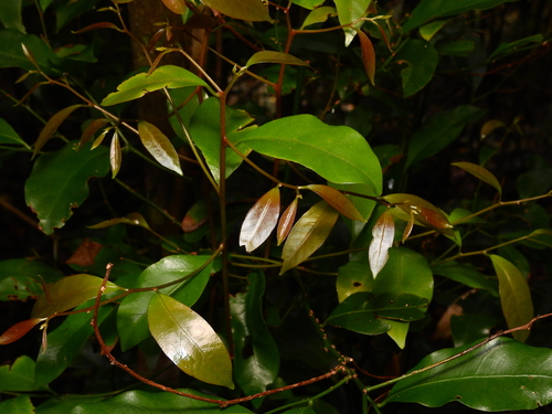 Yellow Laurel (Cryptocarya bidwillii)