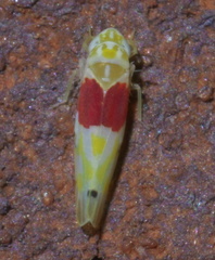 Eratoneura osborni