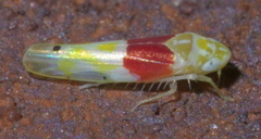 Eratoneura osborni