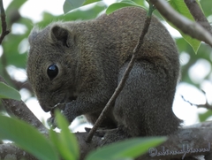 Callosciurus pygerythrus