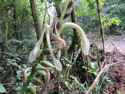 Pitcairnia recurvata, photograph 3
