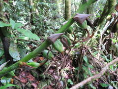 Pitcairnia recurvata, photograph (c) Alexis López Hernández, some rights reserved (CC BY)