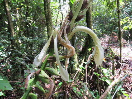 Pitcairnia recurvata, photograph 1