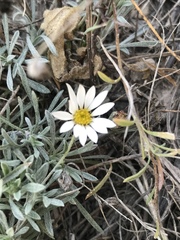 Townsendia mexicana