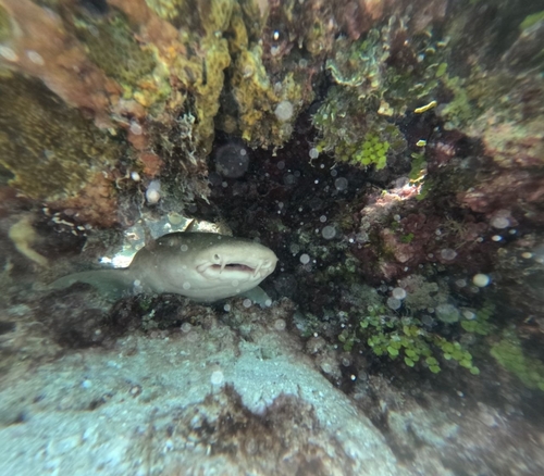 Nebrius ferrugineus