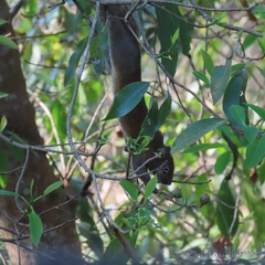 Callosciurus pygerythrus
